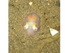Photo of Rossia pacifica